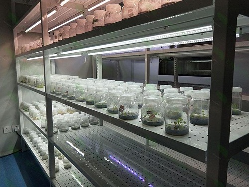 大埔植物组织培养实验室设计建设方案